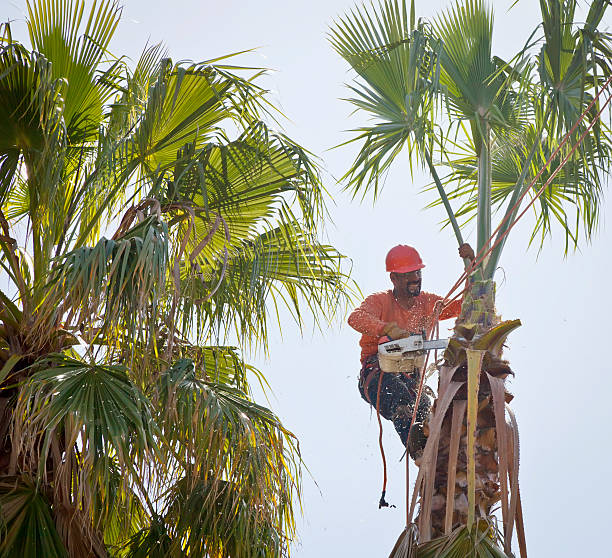 Best Residential Tree Removal  in USA